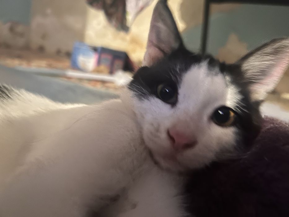 Отдается котенок в добрые руки