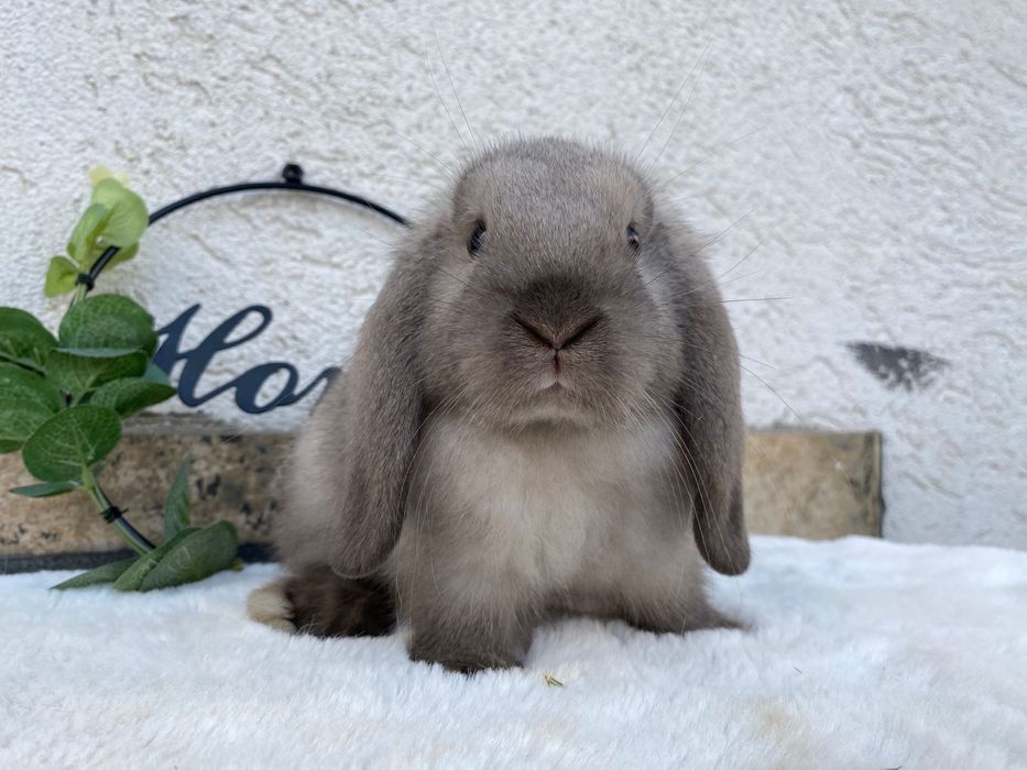 Iepuri pitici de companie berbec pitic/cap de leu/olandez pitic/mini