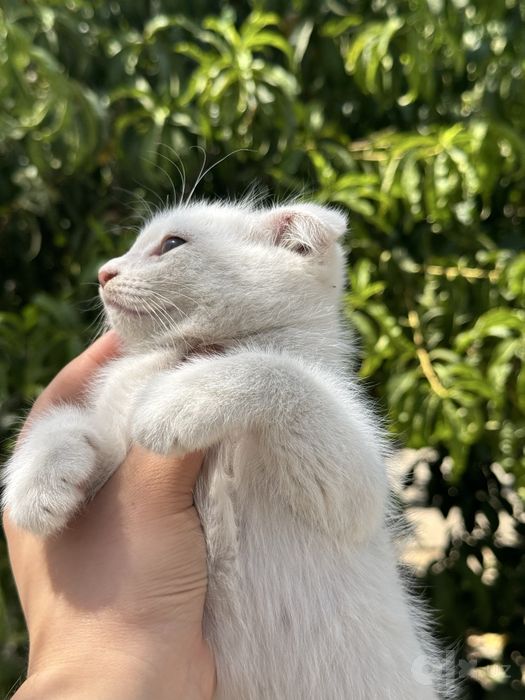 Белоснежный котенок скотиш фолд