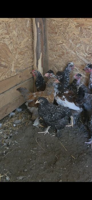 Puișori de găină