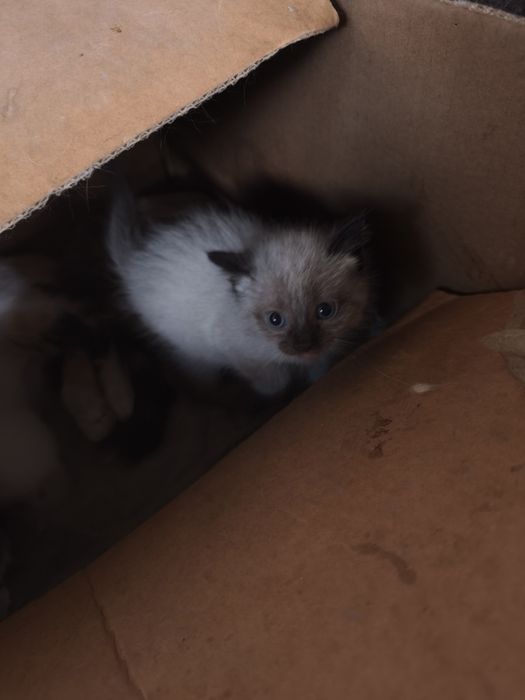 Отдам милых котят в добрые руки