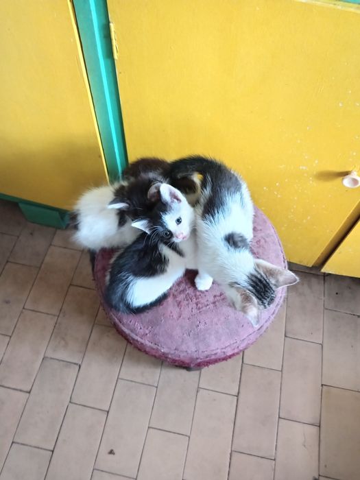 Donez pui pisică 8 săptămâni
