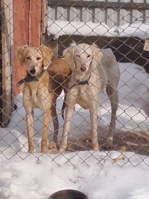 Тазы сатылады еркек