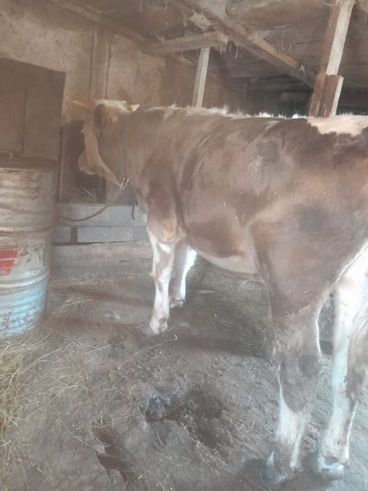 Продам быка 1год 3месяца