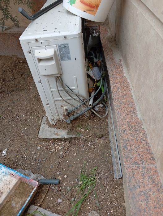 кому нужны котята?