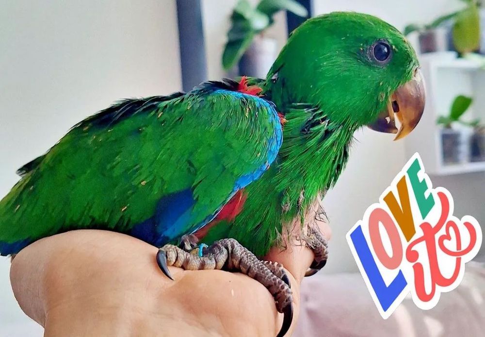 Ръчно хранени папагали Еклектус