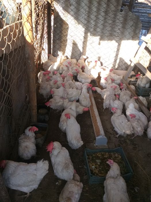 Куры несушки продам