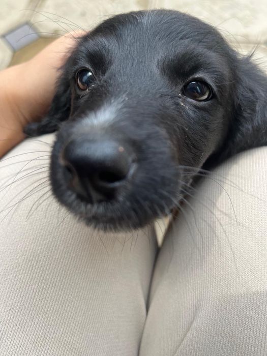 собака домашняя умная