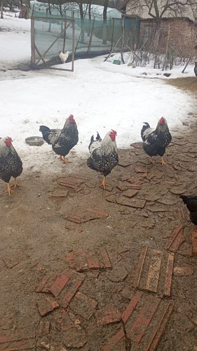 Vând cocosi Wyadotte de8 luni