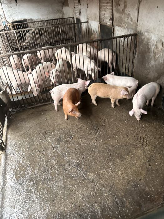 Малки и големи прасета