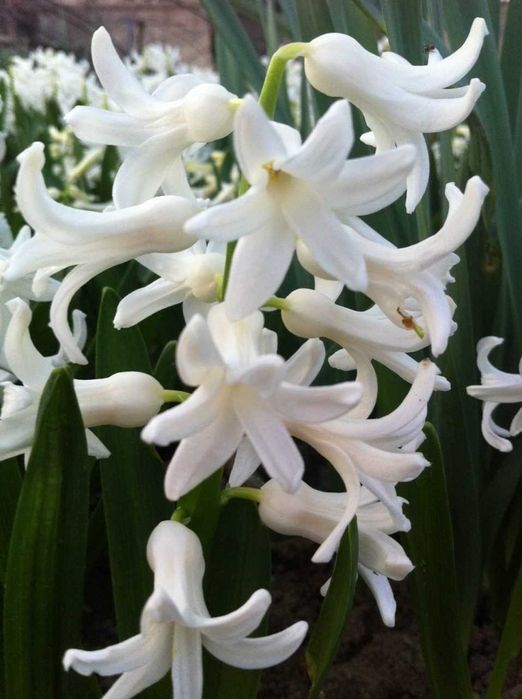 луковицы сортовых тюльпанов,трубчатых нарциссов,белых гиацинтов