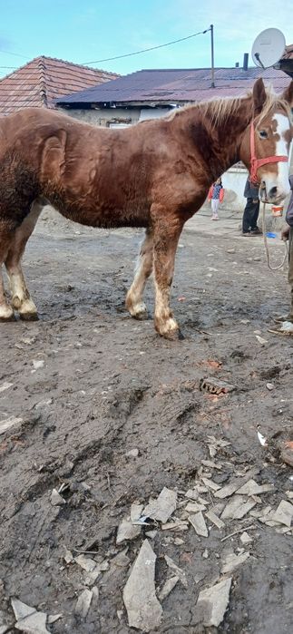 Vând sau schimb cu junici manz de 2 ani castrat fără defecte