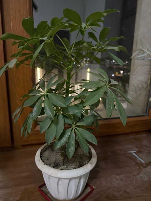 Продам цветы цены от 10000 до 20000тенге