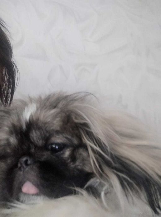 Пекинес ищет подружку