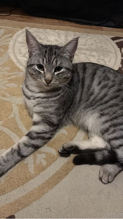 Груминг кошек и собак