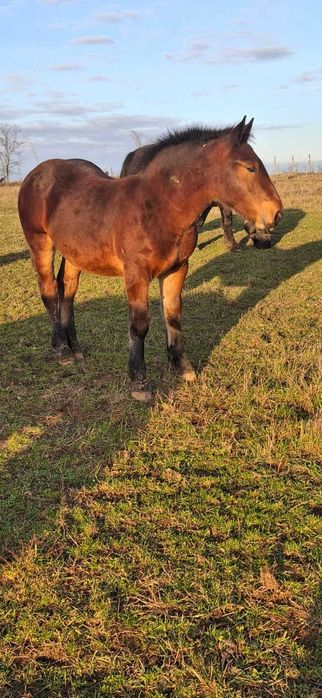Manz Armăsar de 8 Luni