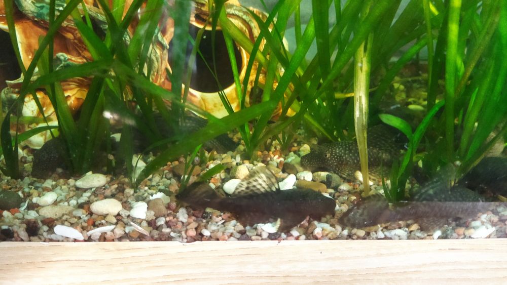 Продам рыбок сомиков