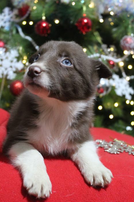 щенки бордер колли