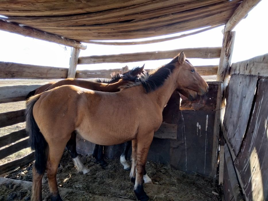 Су жорға байтал сатылады