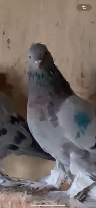 Голуби молодежь этого года