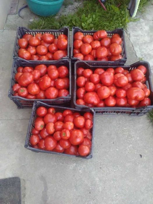 Rasaduri de legume si plante aromatice - de calitate!