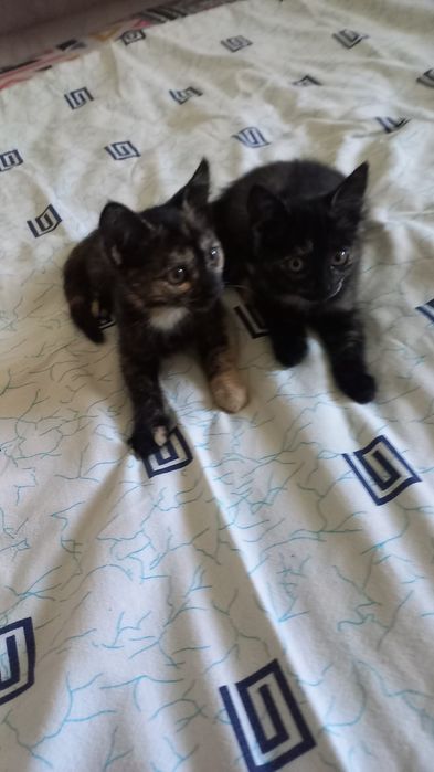 Отдам котят в хорошие руки