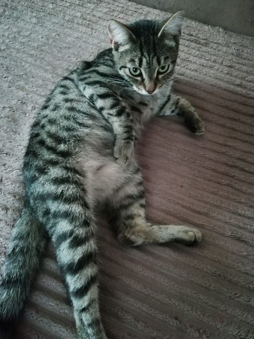 Кошечка в семью!