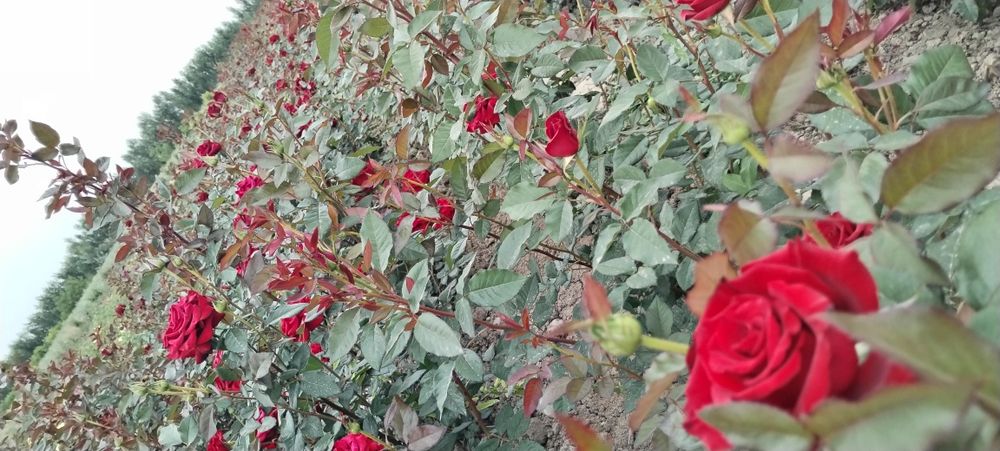 Атиргул кучатлари сотилади