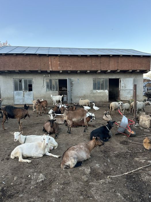 Capre alpine si saneen plus tap alpin de vanzare