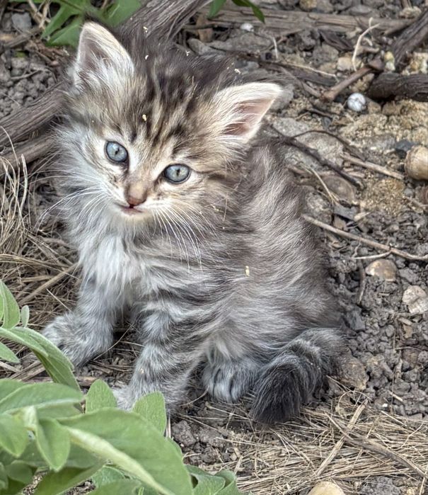 Котята от кошки мышеловки отдам