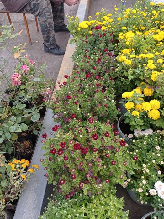 Хризантема мульт флора распродажа