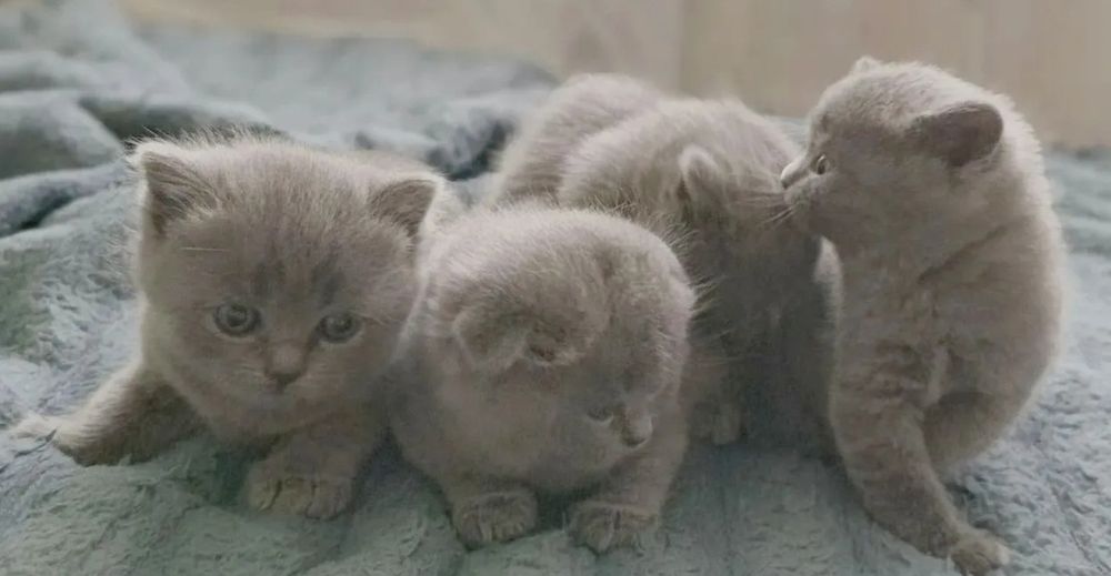 Шикарнык котята, 1.5 мес