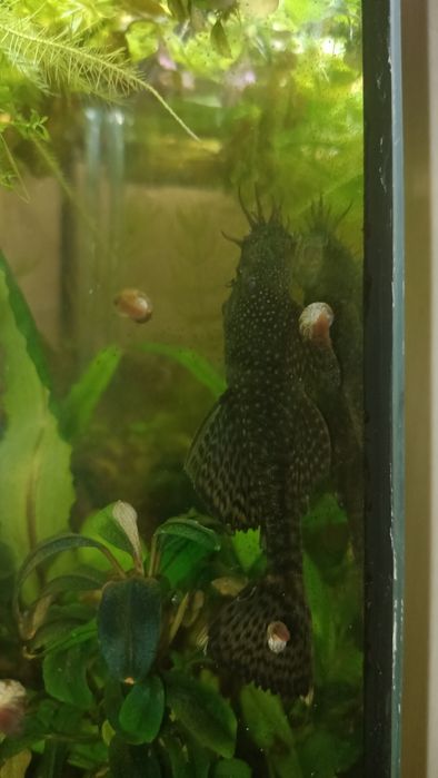 Продам сомика анциструса