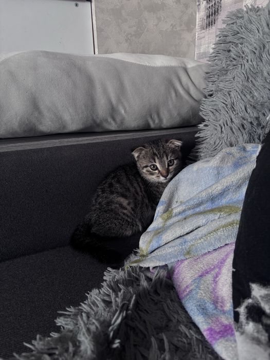 Породистый котёнок