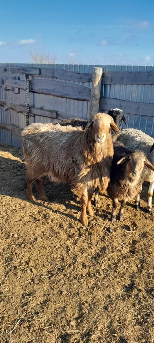 продам кошкара 1.5 года