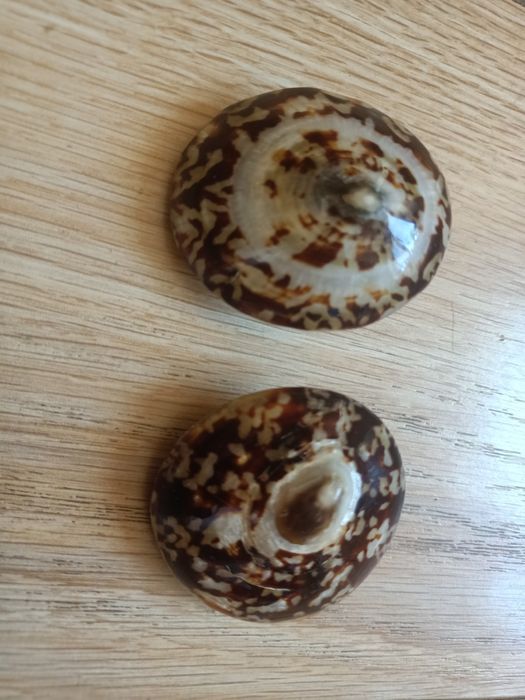 Ракушки от 1500 до 9000