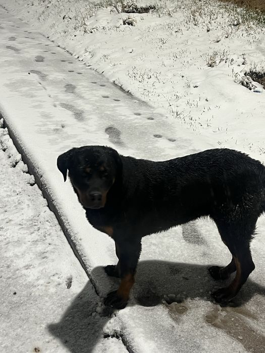 Ротвейлер/щеночка