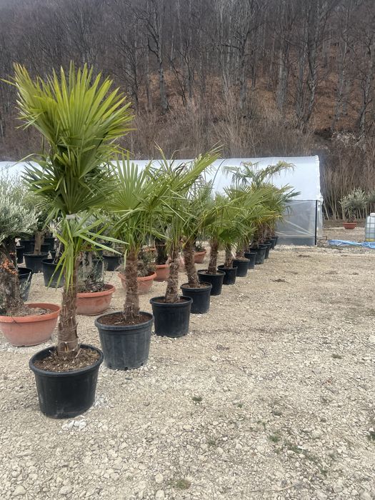 Palmieri cu 3 trunchuri rezistenti la iarna livram oriunde in tara