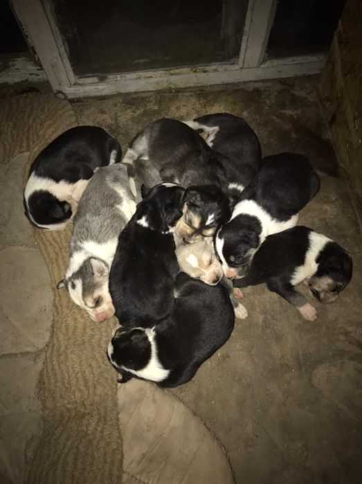 Отдам щенков күшік беремін