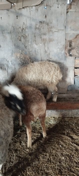 Тоқты, қой сатылады