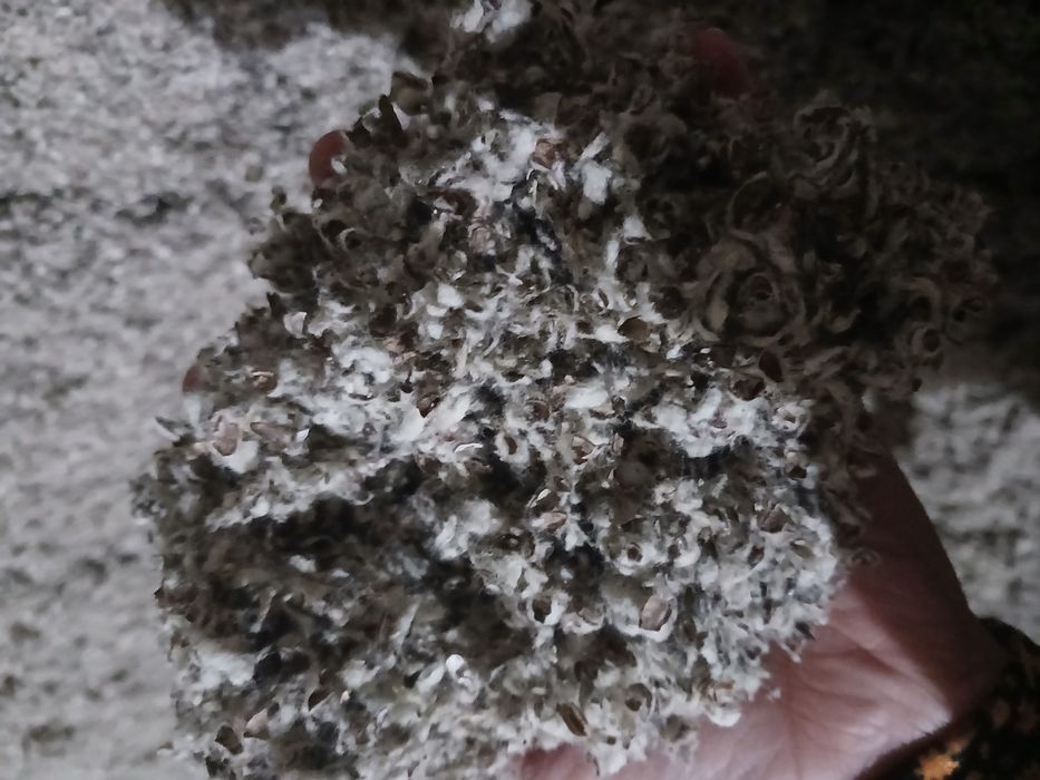 Yem shulixa mollarga