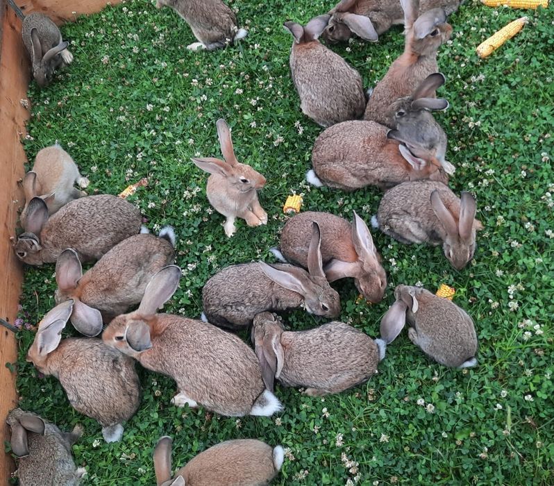 Vând iepuri belgieni