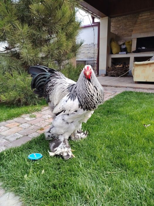 Жужа ва тухумлари