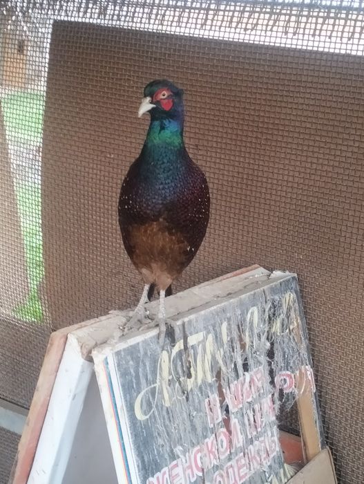 Продается румынский фазан!