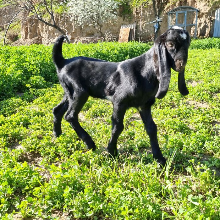 Битал такача сотилади 1 ойлик