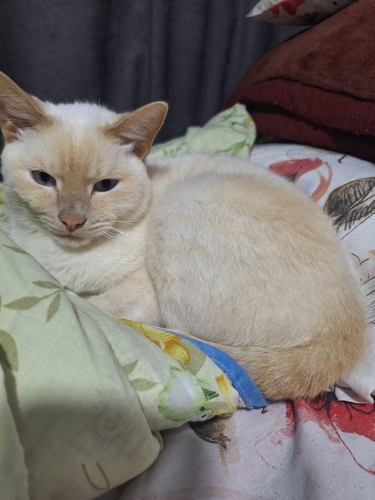 Отдаются кота даром