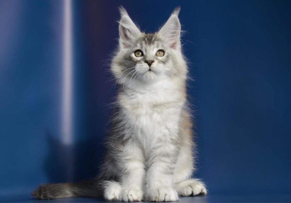 Mascul MAINE COON disponibil!