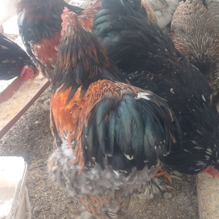 Vând cocos de rasa Bahma Porțelan