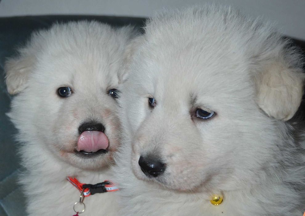 Продават се малки кученца от породата Бяло швейцарско овчарско куче