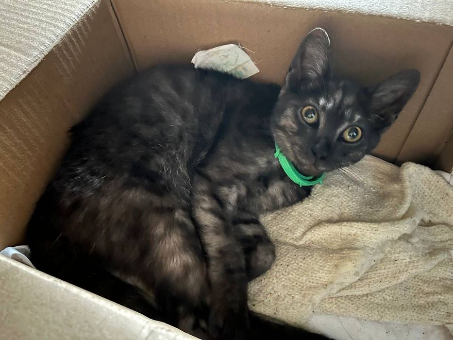 Отдам в хорошие руки котенка